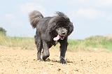 DOGUE DU TIBET 025